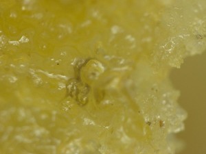 Chicken-McNugget-06