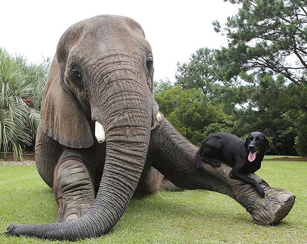 Un Labrador Retriever e un elefante africano 