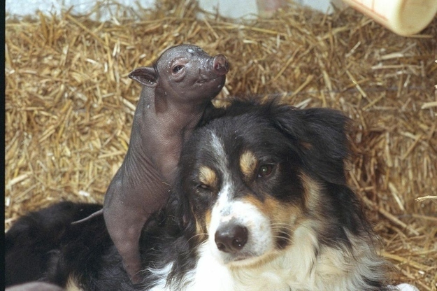 Un cane e un maialino - coppie di animali improbabili