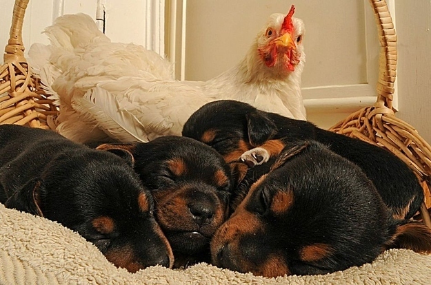 Una gallina con cuccioli di Rottweiler - coppie di animali improbabili