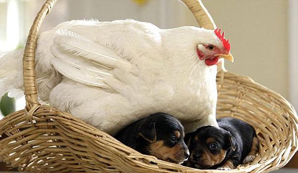 Una gallina con cuccioli di Rottweiler 