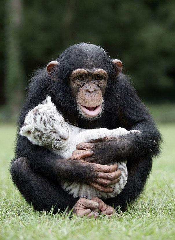 Una scimmia con un cucciolo di tigre bianca - coppie di animali improbabili