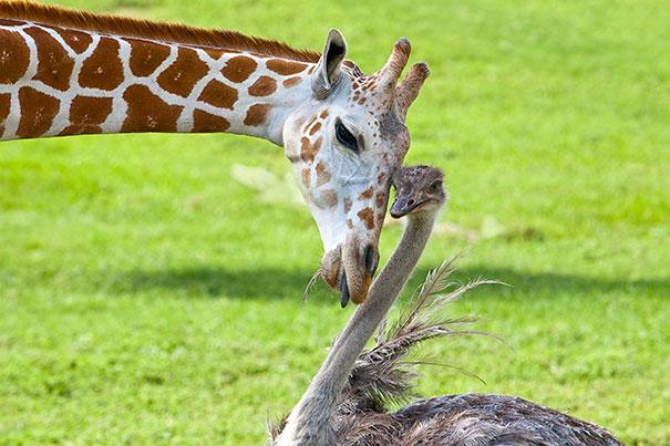 Uno struzzo e una giraffa - coppie di animali improbabili