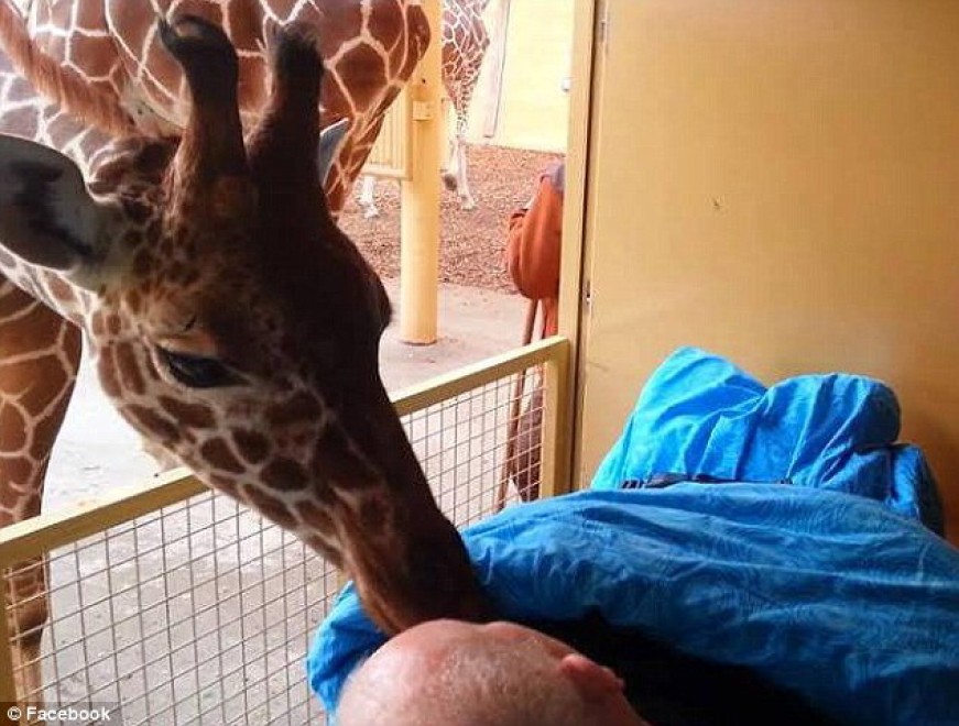 ultimo bacio della giraffa