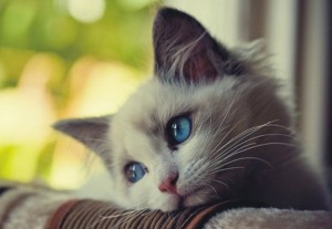 gatto occhi blu
