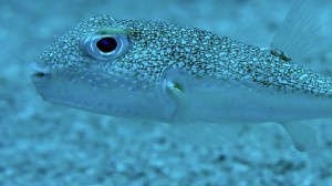 pesce palla