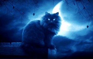 gatto-visione-notturna
