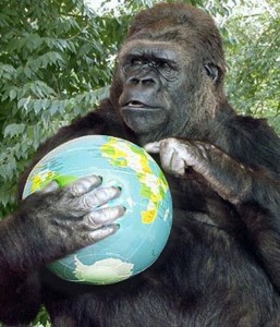 koko