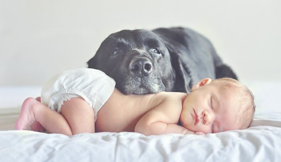 baby-cute-dog-Favim.com-458046-554x320