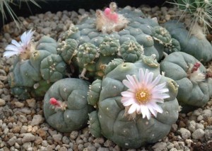 peyote